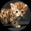 chicchat17